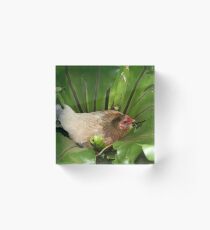 Bantam chook nesting in fern Acrylic Block
