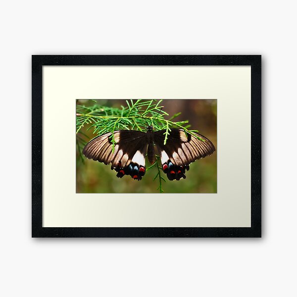 Orchard Swallowtail Butterfly Framed Art Print