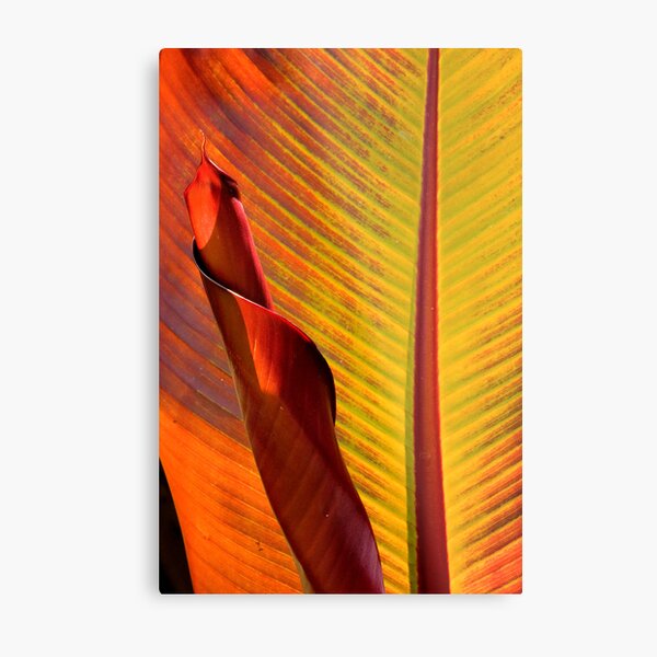 Banana Tree Foliage Metal Print