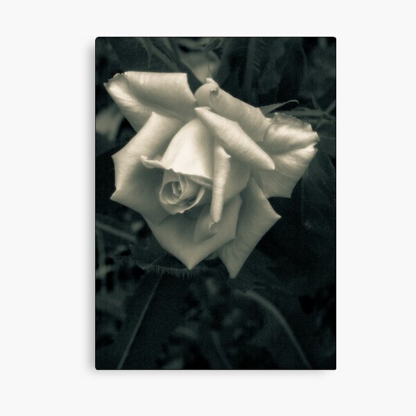 The Elegant Rose Canvas Print