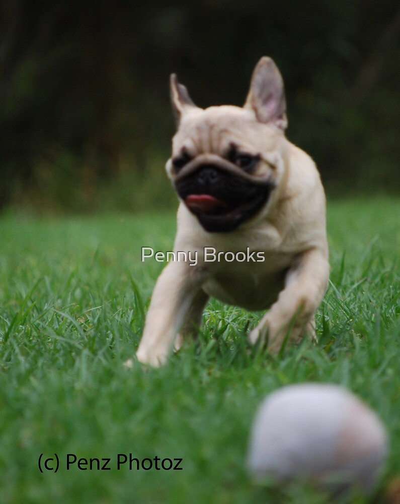 3 month pug quot 3 month pug puppies at play quot by redbubble 3 month pug quot 3 month pug puppies at play quot by redbubble