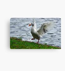 Goose In a Flap Canvas Print