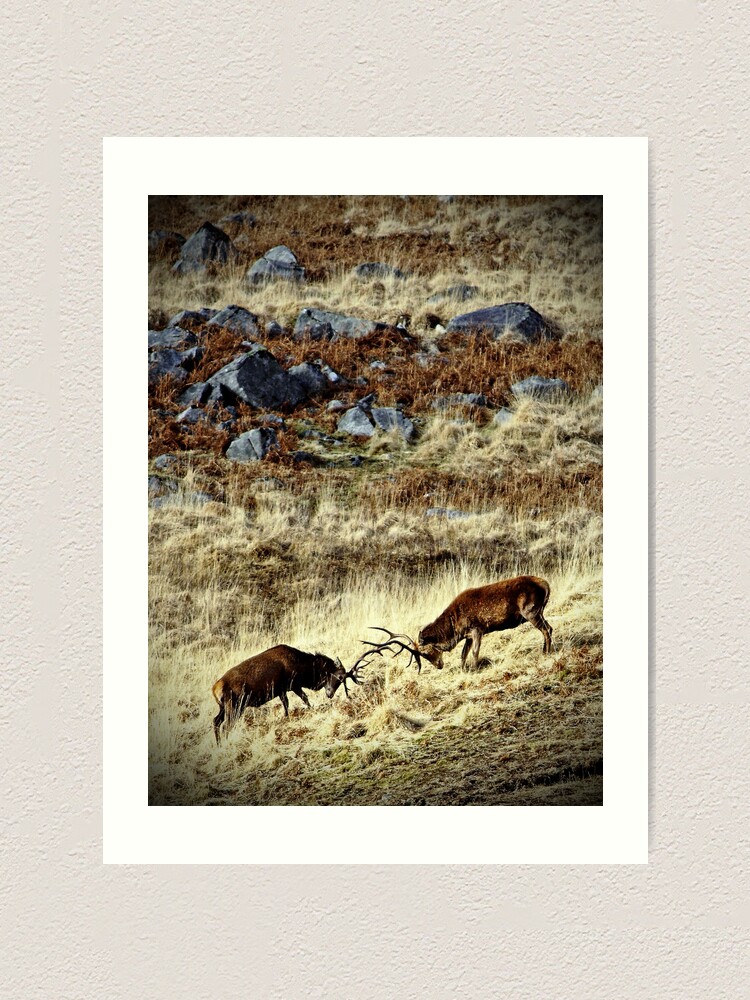 Thumbnail 1 of 3, Art Print, Galloway: stags in a landscape designed and sold by Coigach.
