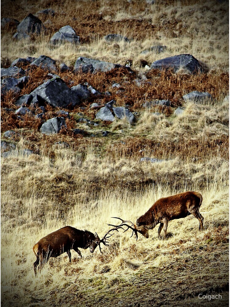 Thumbnail 3 of 3, Art Print, Galloway: stags in a landscape designed and sold by Coigach.