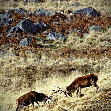 Artwork thumbnail, Galloway: stags in a landscape by Coigach