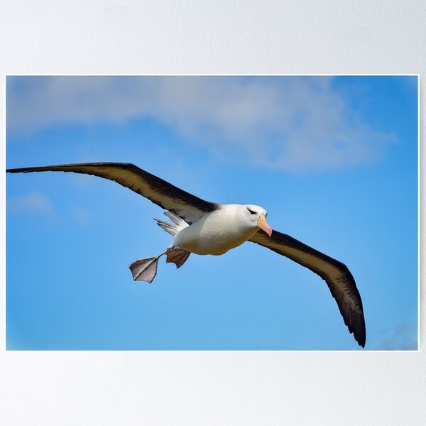 Black-Browed Albatros Poster