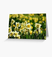Daffodils Greeting Card