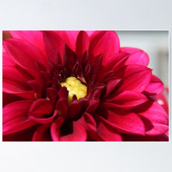 Item preview, Red Dahlia Macro  designed and sold by dearvanna.