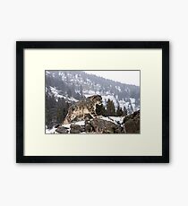 Snow Leopard Gerahmtes Wandbild