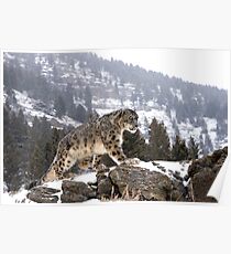 Snow Leopard Poster
