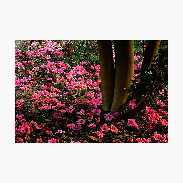 Flower Bed Photographic Print