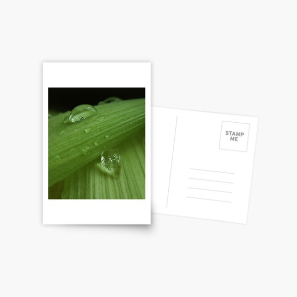 Green pearls Postcard
