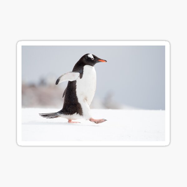 Item preview, Gentoo Penguin on the March designed and sold by cjdolfin.
