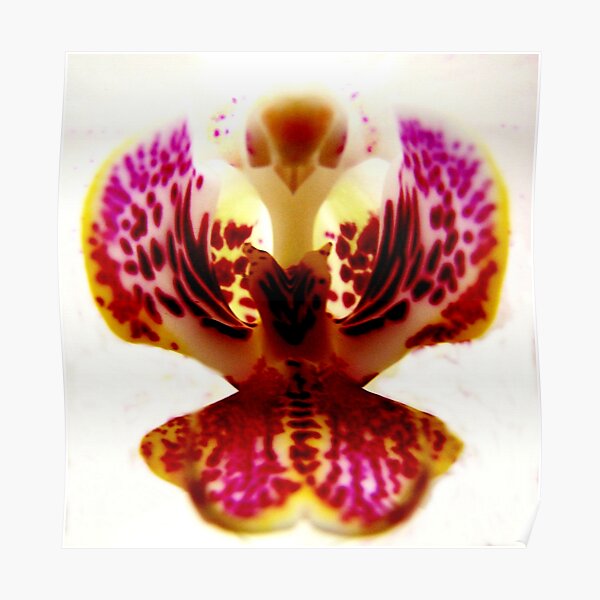 Pheonix Rising - A new perspecitve on Orchid Life Poster