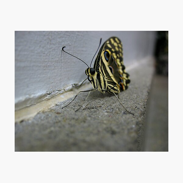 butterfly grey Photographic Print