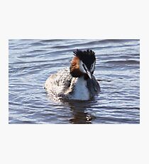 Great Crested Grebe Photographic Print