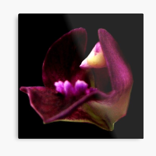 Grace - A New Perspective on Orchid Life Metal Print