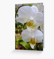 "Doubled Perfectly" Greeting Card