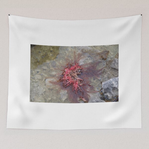 Item preview, Seaweed In A Rock Pool, Point Peron WA designed and sold by lezvee.
