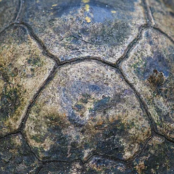 Artwork thumbnail, Tortoise Shell by WorldDesign