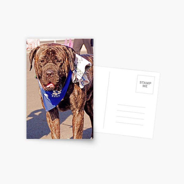 Dog Card Postcard