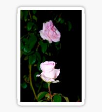 Rose to rose Sticker