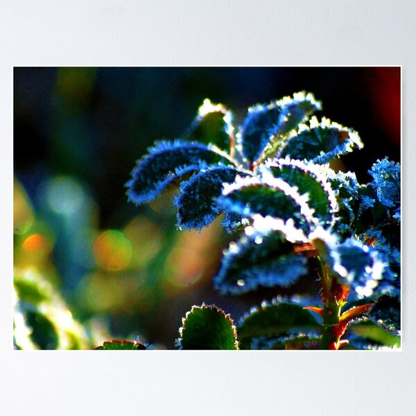 Item preview, Frost on the Roses designed and sold by Bron Praslicka.