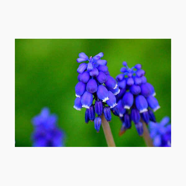 Item preview, Grape Hyacinths designed and sold by Bron Praslicka.