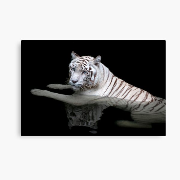 White Tiger, Singapore Zoo Canvas Print