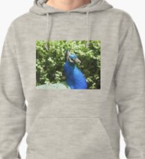 Peacock Pride Pullover Hoodie