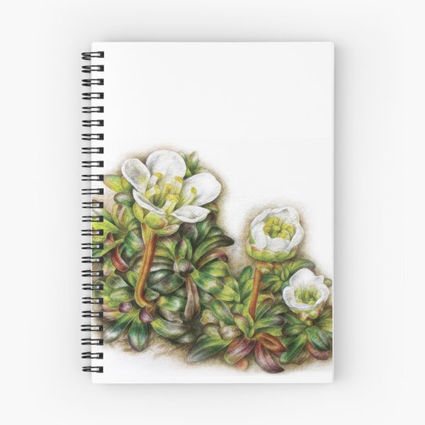 Item preview, Diapensia lapponica designed and sold by Sarah Trett.
