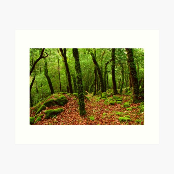 Mossy Forest Art Print