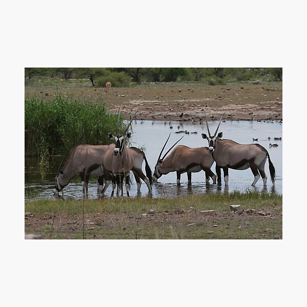 Item preview, Group of Oryx at a water hole designed and sold by christopher363.
