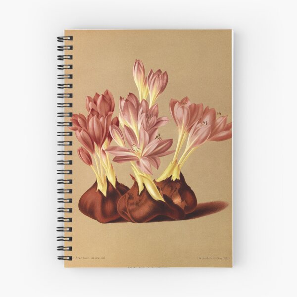 Item preview, Restored botanical watercolour featuring Colchicum byzantinum - Byzantine Meadow Saffron designed and sold by Brogaman.
