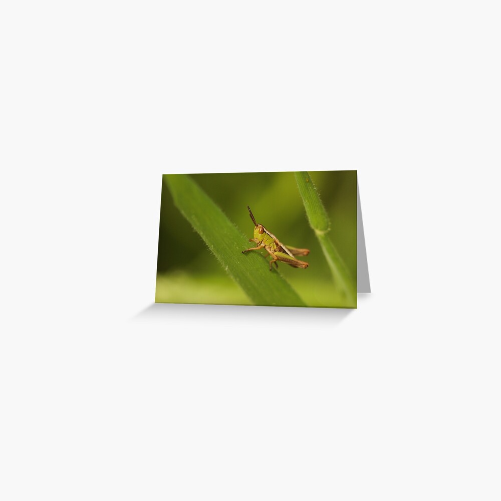 Tiny Hopper Greeting Card