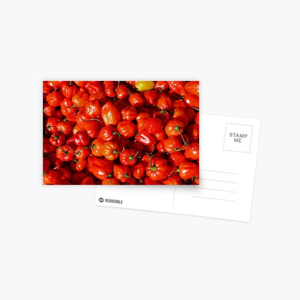 Food - small red peppers Postcard