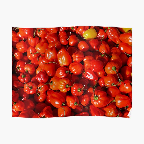 Food - small red peppers Poster