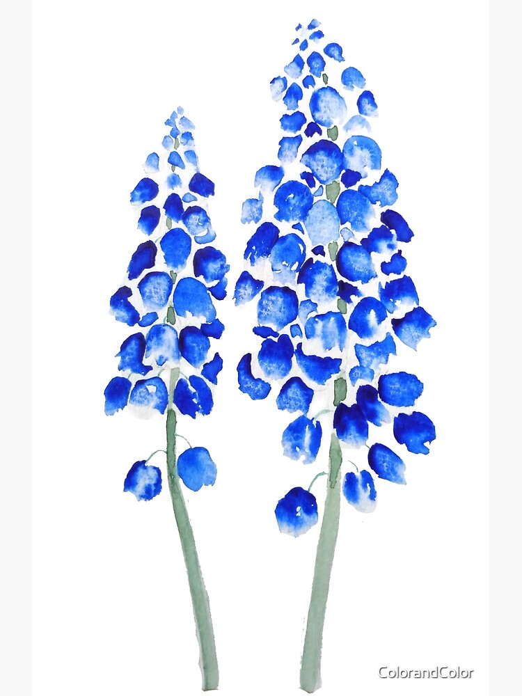 grape hyacinth watercolor