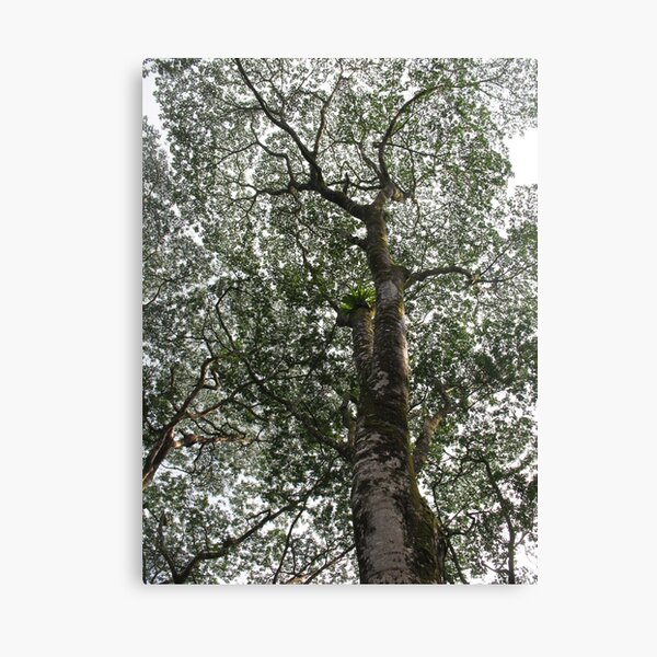 Black Lace on a Fading Sky Canvas Print