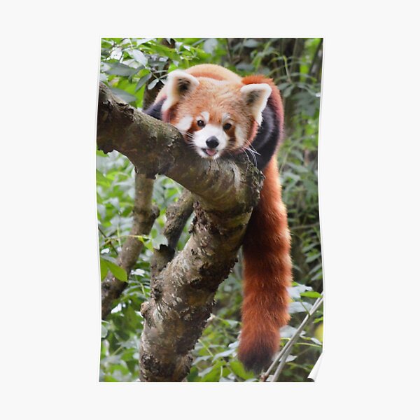 Chilling Red Panda style Poster
