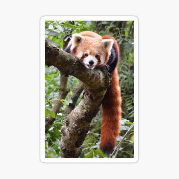 Item preview, Chilling Red Panda style designed and sold by rosannamaria.