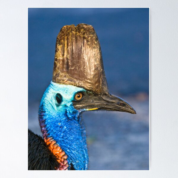 Item preview, Cassowary - Etty Bay far north Queensland designed and sold by Jenny Dean.