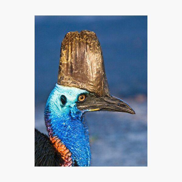 Item preview, Cassowary - Etty Bay far north Queensland designed and sold by Jenny Dean.
