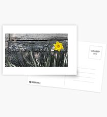Daffodil Postcards