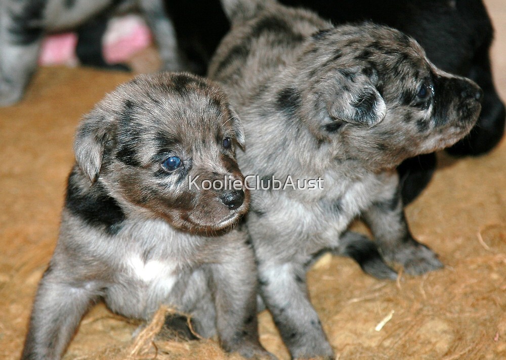 Blue Merle Koolie Puppies By Koolie Club Of Australia Redbubble