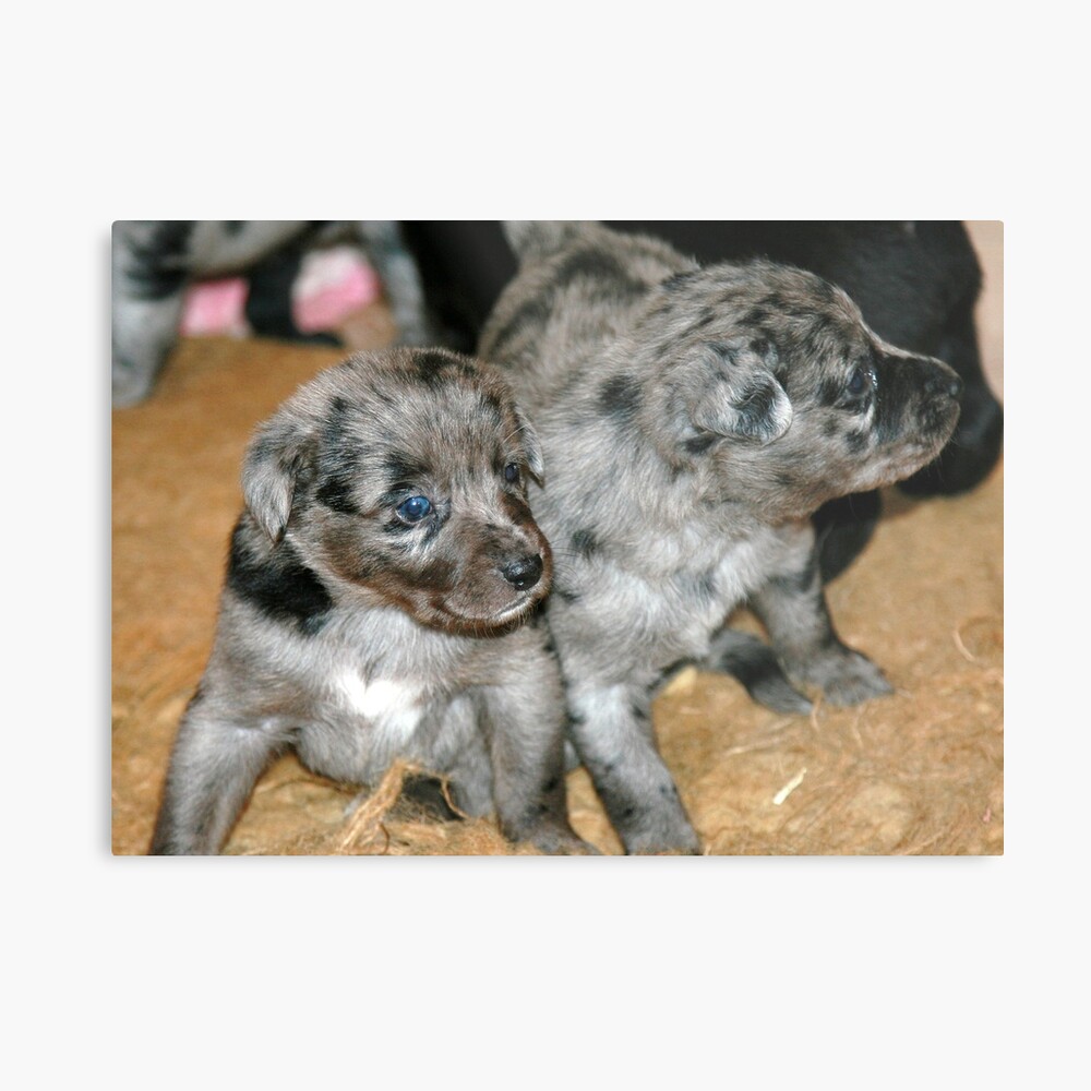 german koolie pups