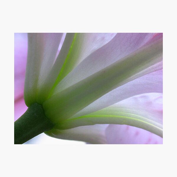 A January Lily Photographic Print