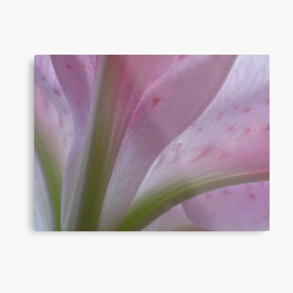 B February Lily Metal Print