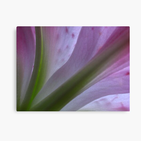 D April Lily Canvas Print