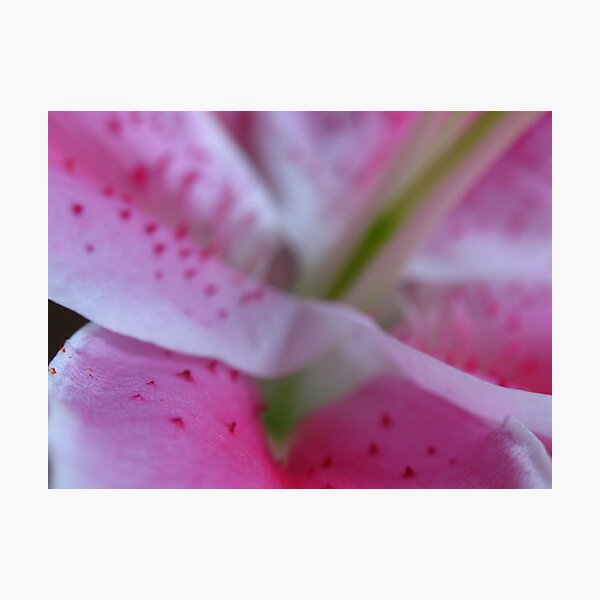 I September Lily Photographic Print